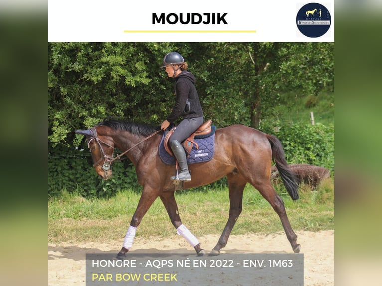 Plus de chevaux à sang chaud Hongre 4 Ans 163 cm Bai brun foncé in Bourg-lÉvêque