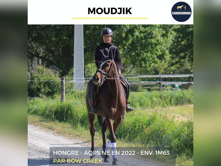 Plus de chevaux à sang chaud Hongre 4 Ans 163 cm Bai brun foncé in Bourg-lÉvêque