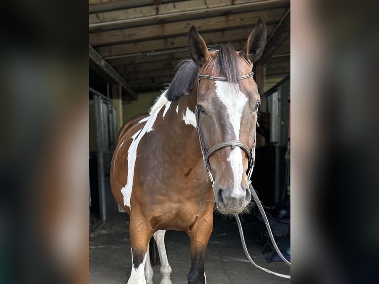 Plus de chevaux à sang chaud Hongre 4 Ans 163 cm Pinto in Kühnsdorf