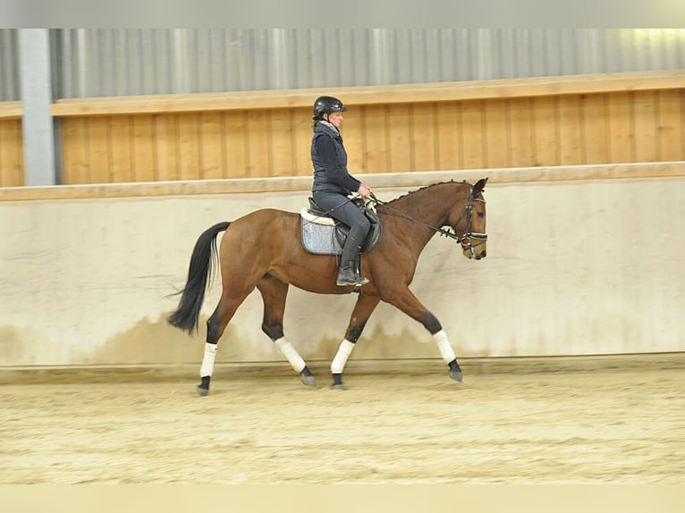 Plus de chevaux à sang chaud Hongre 4 Ans 164 cm Bai in Wellheim