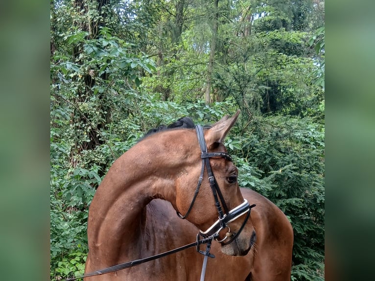 Plus de chevaux à sang chaud Hongre 4 Ans 164 cm Bai in Barenburg