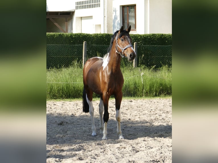Plus de chevaux à sang chaud Hongre 4 Ans 164 cm Pinto in Borgentreich
