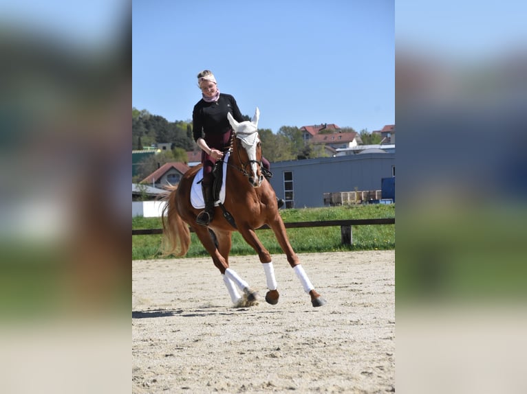 Plus de chevaux à sang chaud Hongre 4 Ans 165 cm Alezan in Eggenfelden