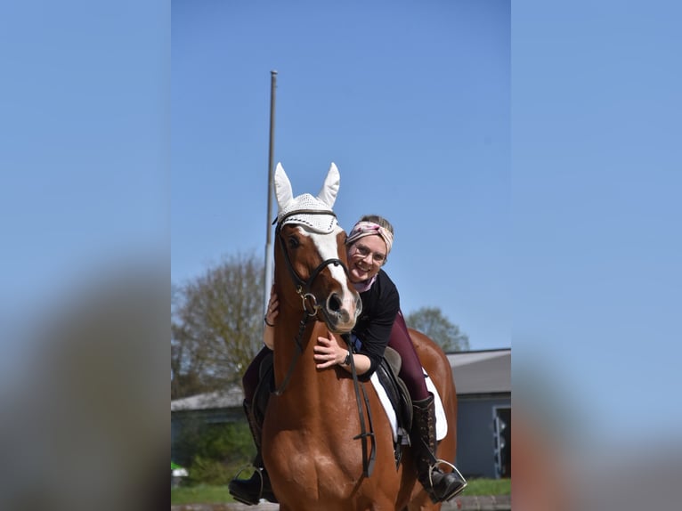 Plus de chevaux à sang chaud Hongre 4 Ans 165 cm Alezan in Eggenfelden
