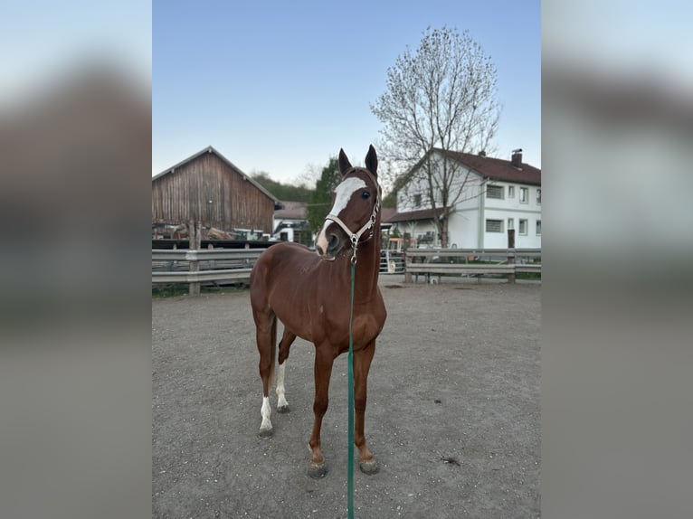 Plus de chevaux à sang chaud Hongre 4 Ans 165 cm Alezan in Eggenfelden