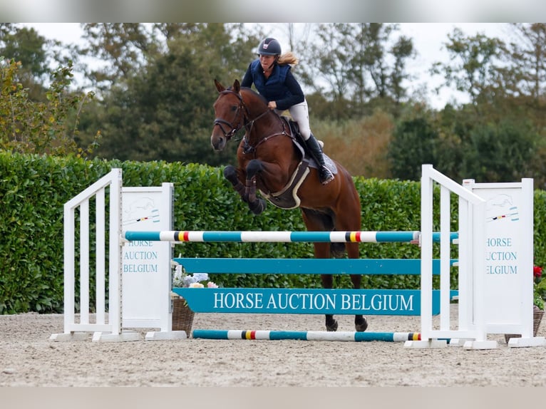 Plus de chevaux à sang chaud Hongre 4 Ans 165 cm Bai in Kinrooi