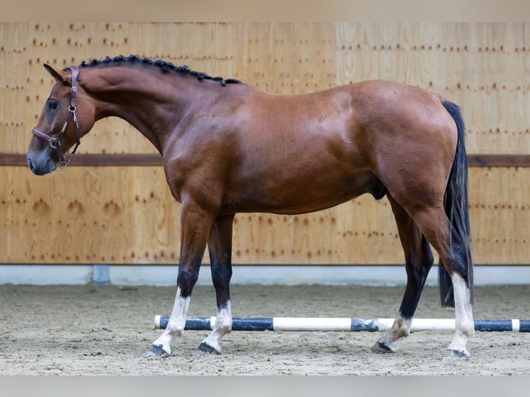 Plus de chevaux à sang chaud Hongre 4 Ans 165 cm Bai in Kinrooi