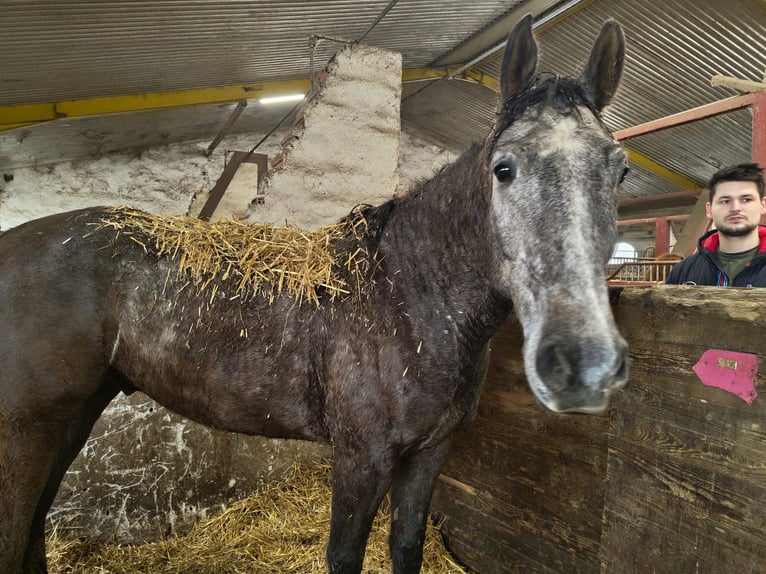 Plus de chevaux à sang chaud Hongre 4 Ans 165 cm Gris in Eisenstadt