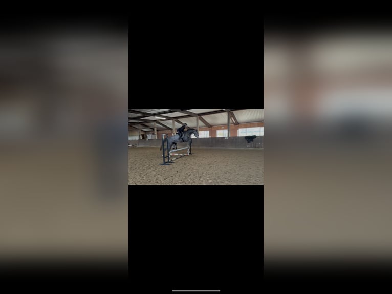 Plus de chevaux à sang chaud Hongre 4 Ans 165 cm Gris in Bramsche