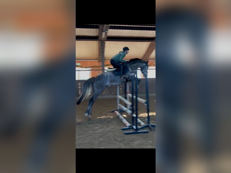 Plus de chevaux à sang chaud Hongre 4 Ans 165 cm Gris in Bramsche