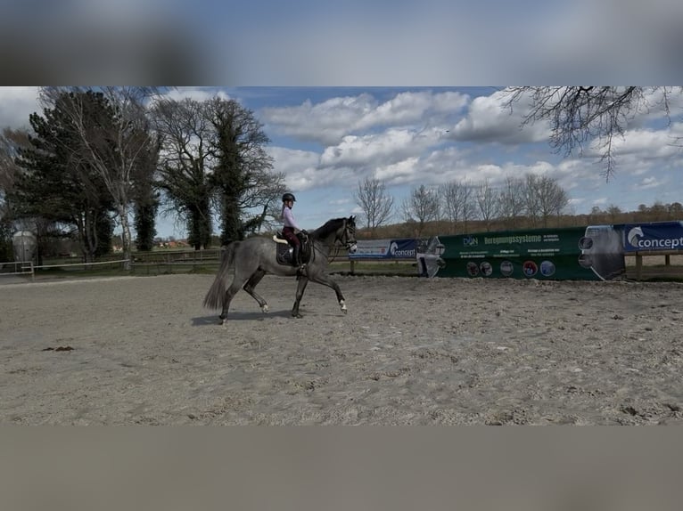 Plus de chevaux à sang chaud Hongre 4 Ans 165 cm Gris in Bramsche