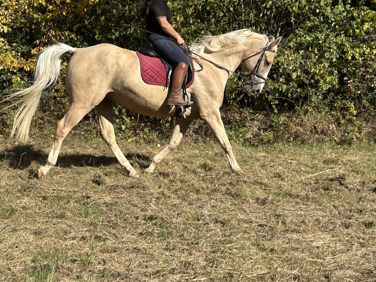 Plus de chevaux à sang chaud Hongre 4 Ans 165 cm Palomino in Ursensollen