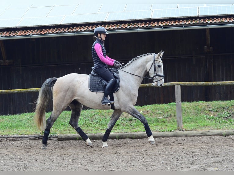 Plus de chevaux à sang chaud Hongre 4 Ans 166 cm Gris in Wellheim