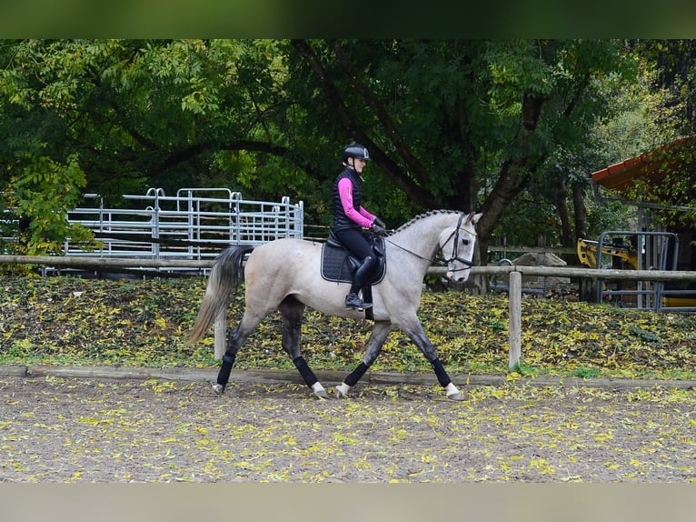 Plus de chevaux à sang chaud Hongre 4 Ans 166 cm Gris in Wellheim