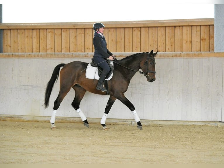 Plus de chevaux à sang chaud Hongre 4 Ans 167 cm Bai brun in Wellheim