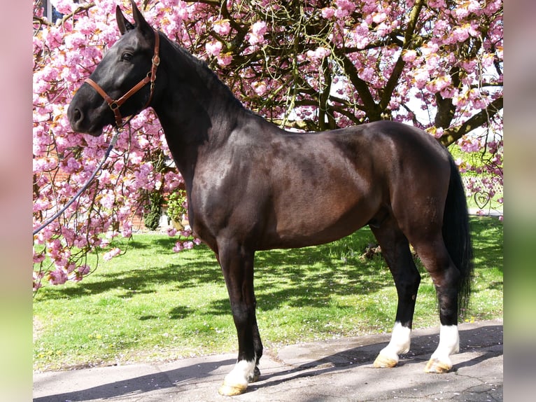 Plus de chevaux à sang chaud Hongre 4 Ans 167 cm Bai brun foncé in Dorsten