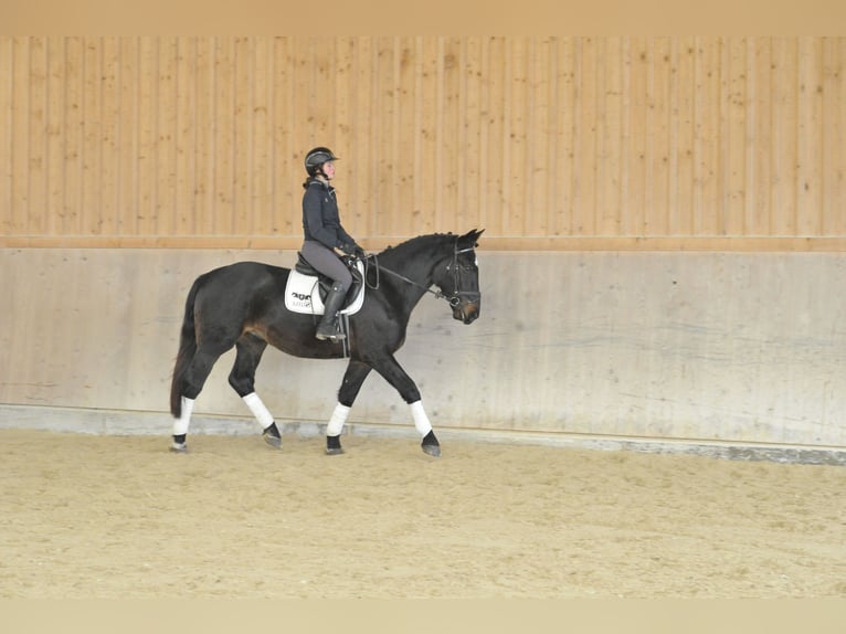 Plus de chevaux à sang chaud Hongre 4 Ans 167 cm Bai brun foncé in Wellheim