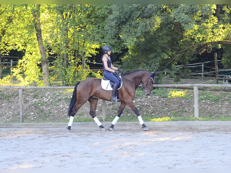 Plus de chevaux à sang chaud Hongre 4 Ans 167 cm Bai in Wellheim