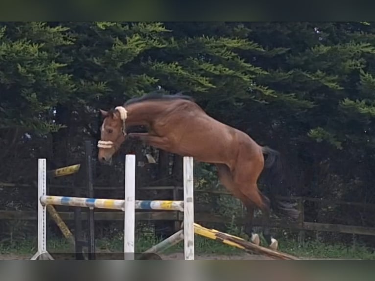 Plus de chevaux à sang chaud Hongre 4 Ans 170 cm Bai in FERROL