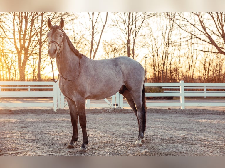 Plus de chevaux à sang chaud Hongre 4 Ans 170 cm Gris in Lünen