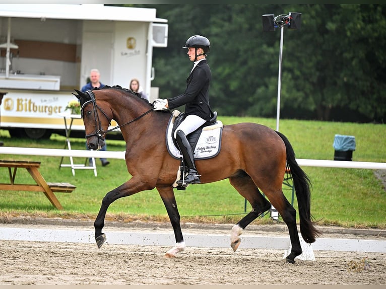 Plus de chevaux à sang chaud Hongre 4 Ans 173 cm Bai in Messingen