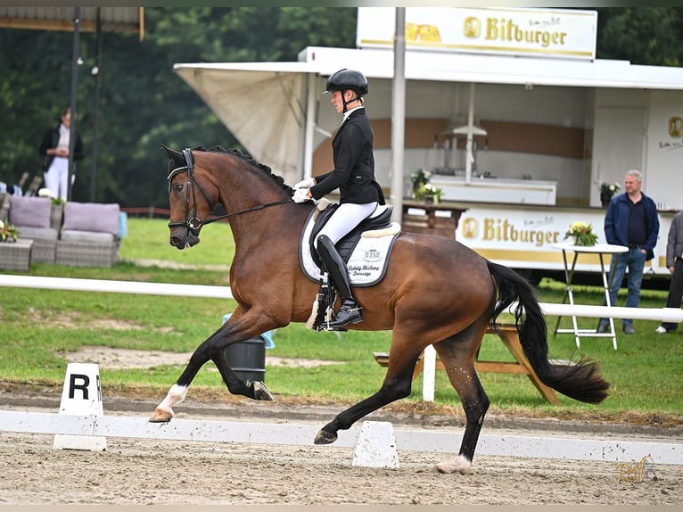 Plus de chevaux à sang chaud Hongre 4 Ans 173 cm Bai in Messingen