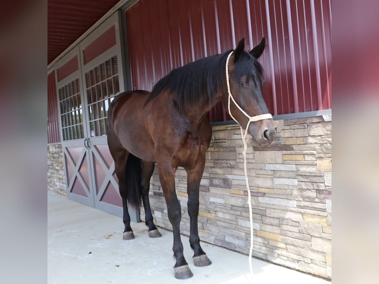 Plus de chevaux à sang chaud Hongre 4 Ans 175 cm Noir in Howell