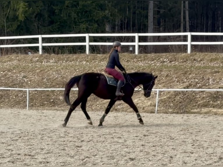 Plus de chevaux à sang chaud Hongre 4 Ans 178 cm Noir in Pelmberg