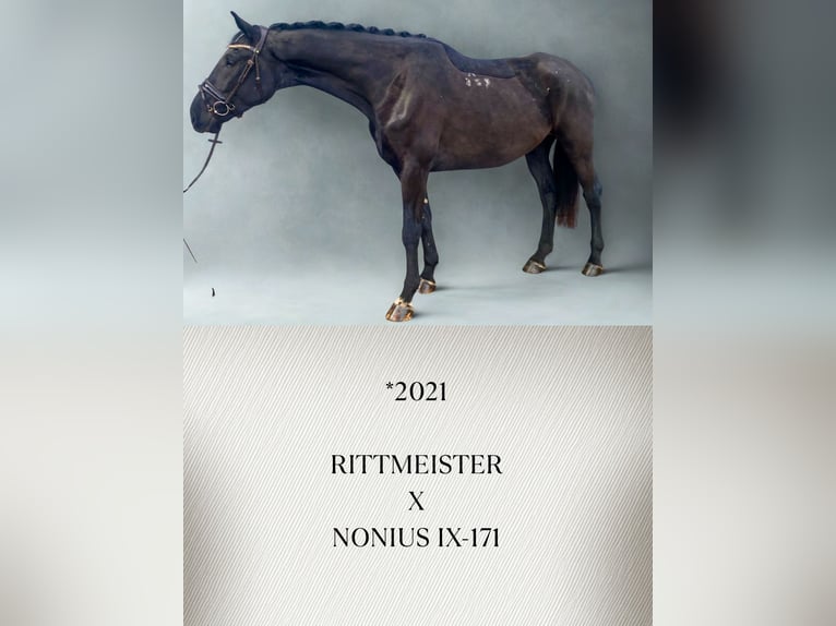 Plus de chevaux à sang chaud Hongre 4 Ans Noir in G&#xFC;glingen