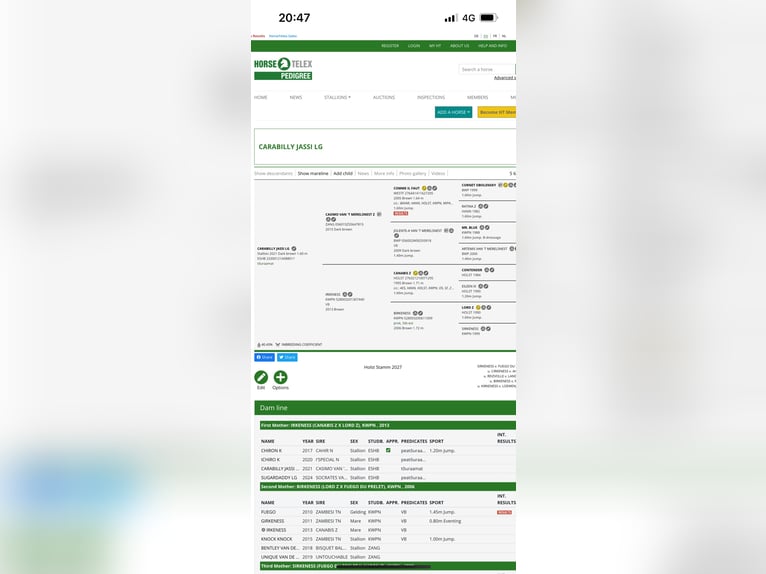 Plus de chevaux à sang chaud Hongre 4 Ans Noir in Haapsalu