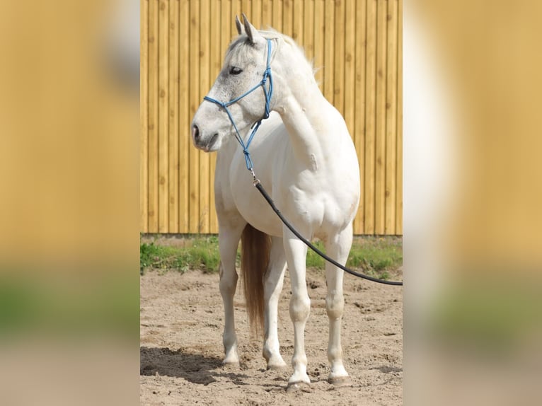 Plus de chevaux à sang chaud Croisé Hongre 5 Ans 150 cm Gris in Berlin