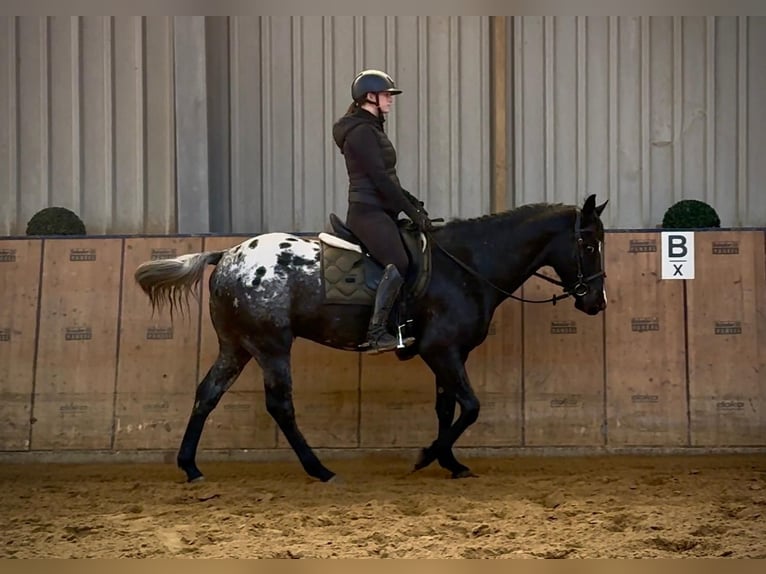 Plus de chevaux à sang chaud Hongre 5 Ans 150 cm Léopard in Neustadt (Wied)