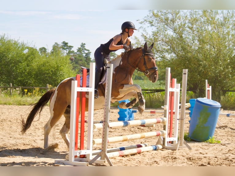 Plus de chevaux à sang chaud Hongre 5 Ans 150 cm Pinto in Buchholz in der Nordheide