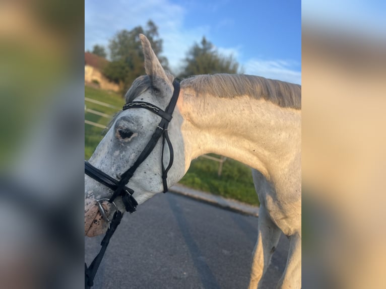 Plus de chevaux à sang chaud Hongre 5 Ans 155 cm Aubère in Uttendorf
