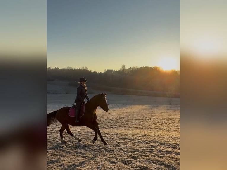 Plus de chevaux à sang chaud Hongre 5 Ans 155 cm Bai in Lannach