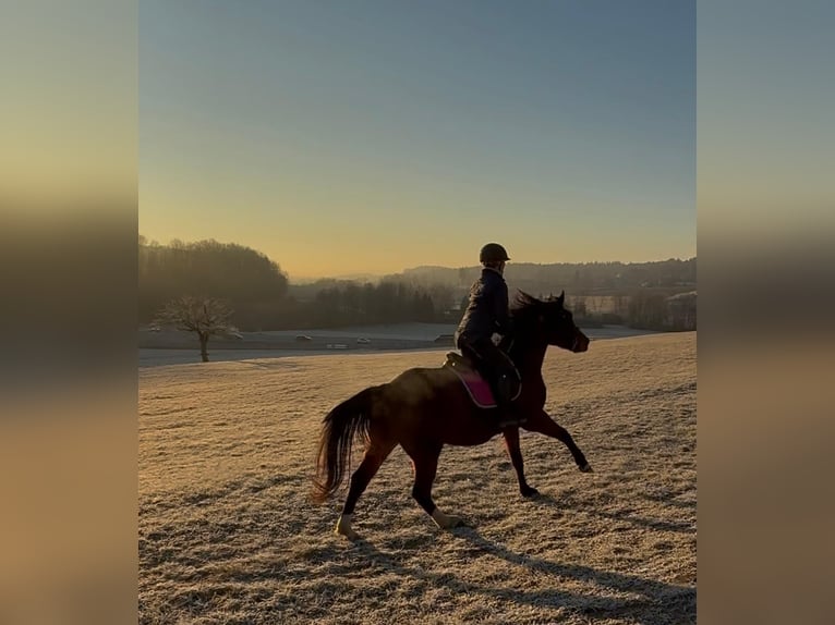 Plus de chevaux à sang chaud Hongre 5 Ans 155 cm Bai in Lannach