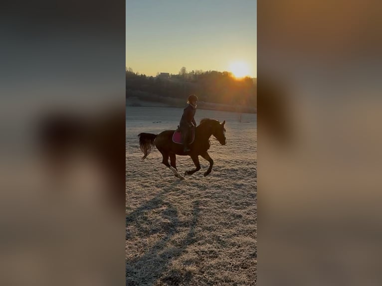 Plus de chevaux à sang chaud Hongre 5 Ans 155 cm Bai in Lannach