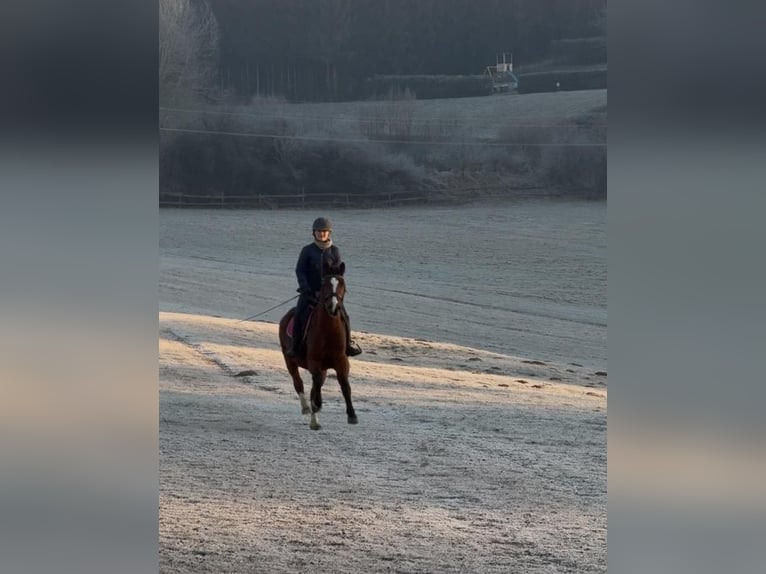 Plus de chevaux à sang chaud Hongre 5 Ans 155 cm Bai in Lannach