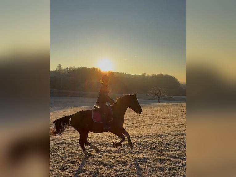 Plus de chevaux à sang chaud Hongre 5 Ans 155 cm Bai in Lannach