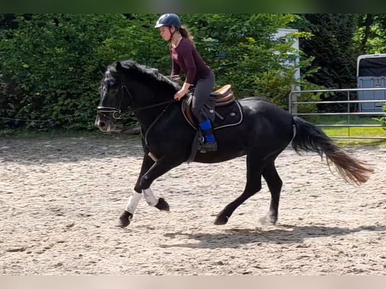 Plus de chevaux à sang chaud Hongre 5 Ans 155 cm Gris noir in Braunschweig