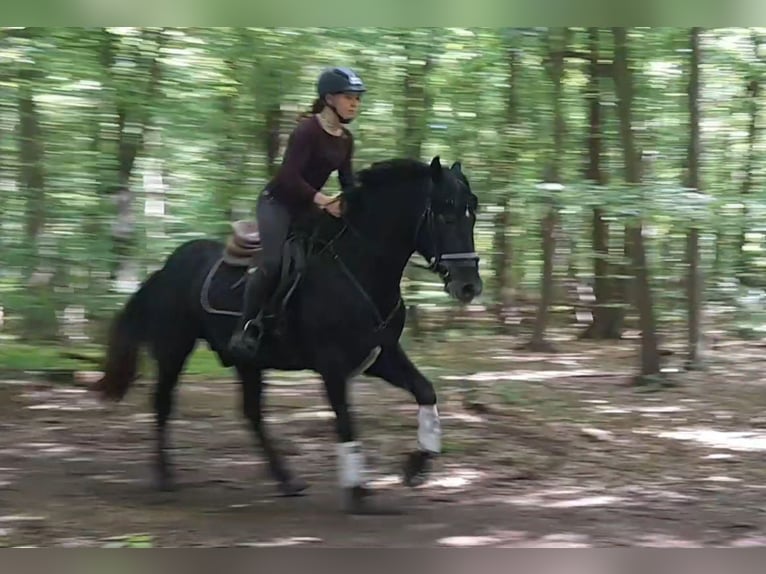 Plus de chevaux à sang chaud Hongre 5 Ans 155 cm Gris noir in Braunschweig