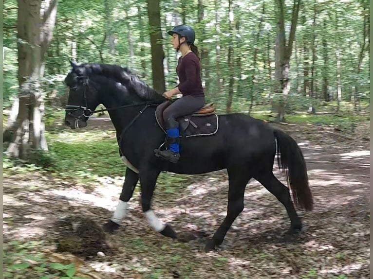 Plus de chevaux à sang chaud Hongre 5 Ans 155 cm Gris noir in Braunschweig