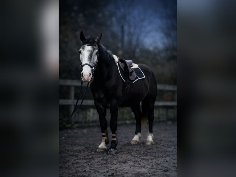 Plus de chevaux à sang chaud Hongre 5 Ans 155 cm Rouan bleu in Woldert