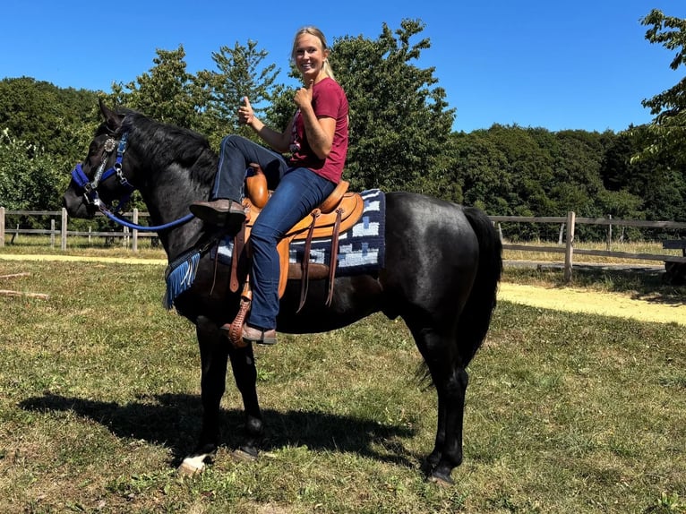 Plus de chevaux à sang chaud Hongre 5 Ans 156 cm Noir in Linkenbach