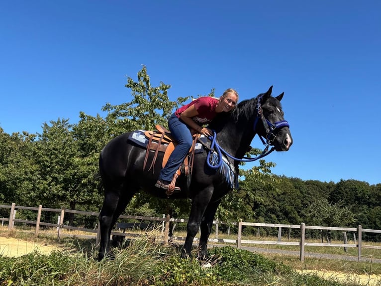 Plus de chevaux à sang chaud Hongre 5 Ans 156 cm Noir in Linkenbach
