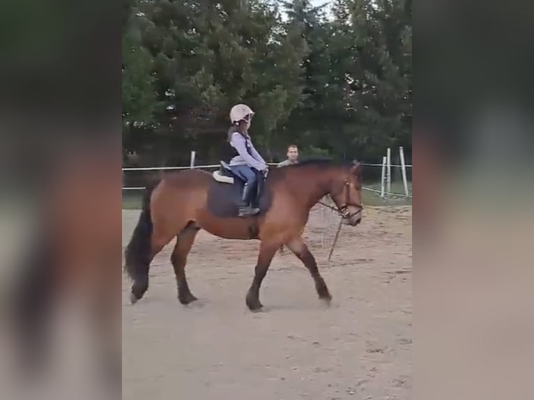 Plus de chevaux à sang chaud Hongre 5 Ans 157 cm Bai clair in Pelmberg