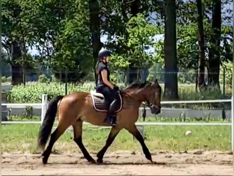 Plus de chevaux à sang chaud Hongre 5 Ans 157 cm Bai clair in Pelmberg