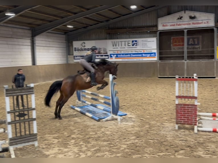 Plus de chevaux à sang chaud Hongre 5 Ans 160 cm Bai in Holdorf