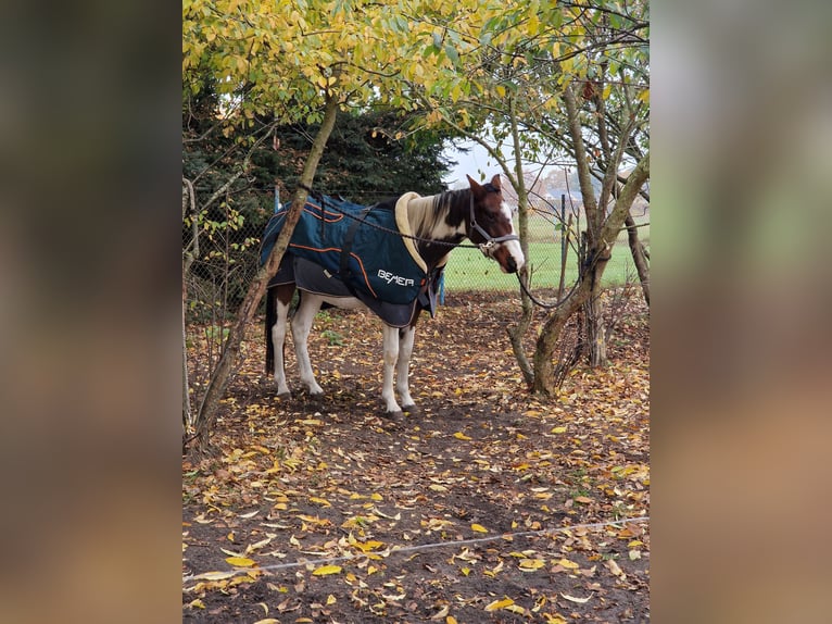 Plus de chevaux à sang chaud Hongre 5 Ans 160 cm in Peenemünde