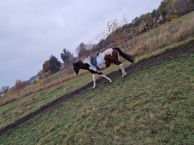 Plus de chevaux à sang chaud Hongre 5 Ans 160 cm in Peenemünde